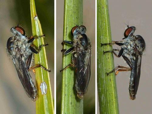 Ommatius sp.